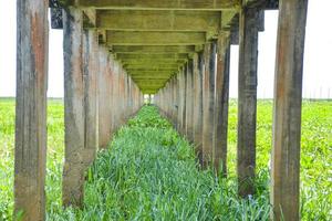 bridge in Lake  Lake in  southern Thailand. photo