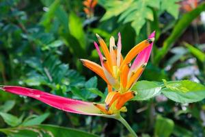 un ave del paraíso en el jardín foto