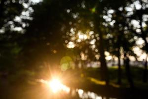 forest in the morning, bokeh background out focus photo