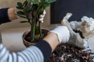 Female hands are planted in a flower pot. Close-up photo