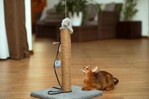 An abyssinian cat sitting on the floor looking at the mouse on the scratching post photo