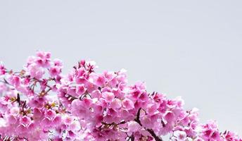 color pastel suave hermosa flor de cerezo sakura floreciendo con desvanecimiento en flor de sakura rosa pastel, plena floración una temporada de primavera en japón foto