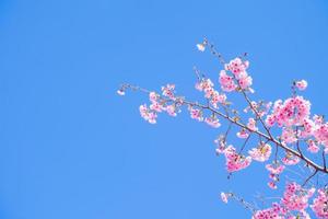 Beautiful pink cherry blossoms Sakura with against blue sky refreshing in the morning in japan photo