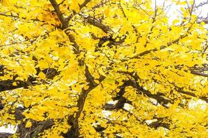 ginkgo biloba deja amarillo de rama de árbol en otoño foto