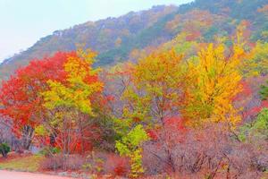 blurred,Beautiful autumn landscape with colorful trees in the park. Leaves on natural background photo