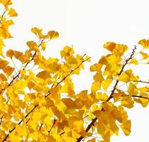 Yellow ginkgo biloba leaves in autumn on white background photo