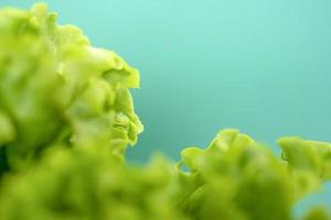 Lettuce leaf on green background with space for text. photo