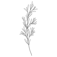 Minimal decoration floral ATL png