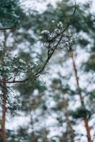 Winter forest with snow on trees and floor photo