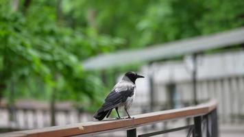 una urraca se sienta en un parque de verano. Urraca euroasiática en blanco y negro. foto