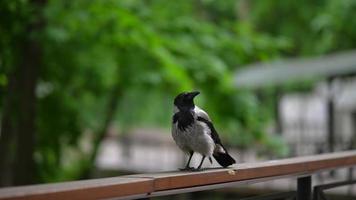 una urraca se sienta en un parque de verano. Urraca euroasiática en blanco y negro. foto