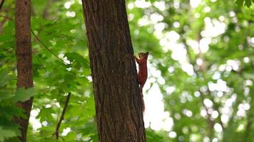 ardilla roja en el parque. la ardilla sube al árbol. foto