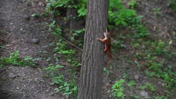 Red squirrel in the park. The squirrel climbs the tree. photo