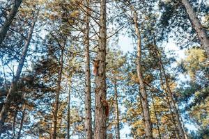 Red squirrel on a tree in the park. photo