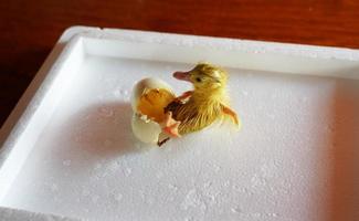 little yellow duckling hatched from an egg, chick out of egg photo