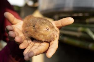 African mole-rat, cute animal on men's hand photo