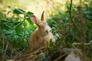 Brown rabbit on green grass. Cute sweet lovely furry bunny in summer sunny day photo