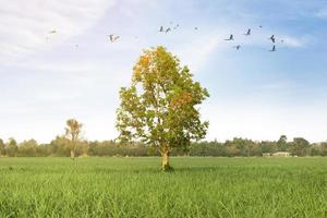 View of green trees, clear sky and birds flying in the beautiful nature. photo