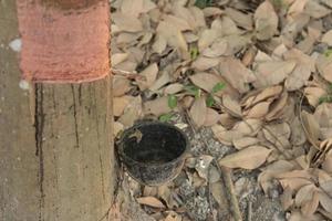 Rubber tapping. Source of natural rubber Latex tapping from rubber trees. photo