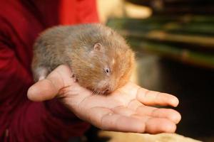 rata topo africana, lindo animal en la mano de los hombres foto