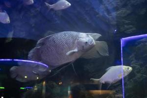 peces en el ambiente del acuario. concepto de acuario de agua dulce foto