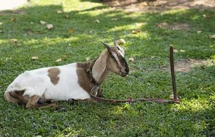 A sheep tethered with a rope Sit and relax on the green grass. photo