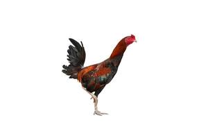 Cock fighting isolated on white background with clipping path photo