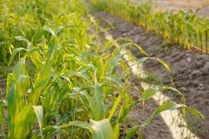 Corn leaves destroyed by worms and worm in farmer's corn garden. photo