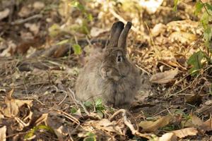 Fluffy brown rabbit in the forest photo