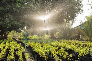 Automatic sprinkler watering the plants photo