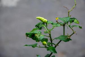 Chili tree. Chili is a fruit and plant member of the genus Capsicum. The fruit can be classified as either a vegetable or a spice, depending on how it is used. photo