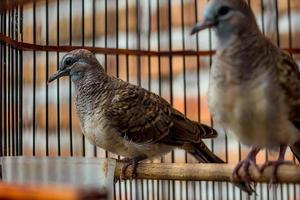 perkutut jawa es una especie de ave de la tribu columbidae foto