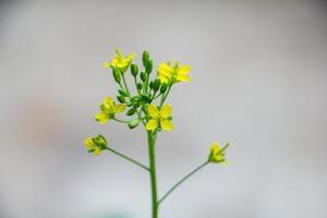 Brassica napus var. jadeante. también conocida como colza o colza, es un miembro de la familia de las brasicáceas con flores de color amarillo brillante. foto