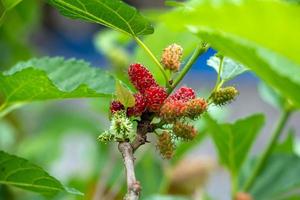 bebesaran o murbei o mulberry o morus alba es una planta nativa del norte de china, pero ahora se ha cultivado en varios lugares, tanto en zonas con climas subtropicales como tropicales. foto