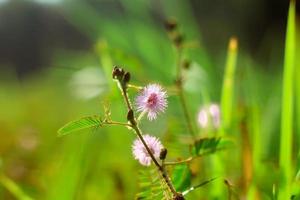 Putri malu or Mimosa pudica is a short shrub belonging to the legume tribe that is easily recognized for its leaves that can quickly close, wither on their own when touched. photo