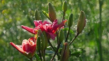 gotas de lluvia en los pétalos de un lirio de flor rosa, cámara lenta video