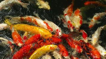 koi no tanque de peixes. koi nishikigoi, são formas coloridas de carpa amur video