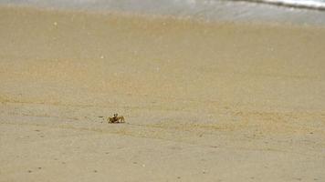 Geisterkrabbe, gehörnte Geisterkrabbe oder hornäugige Geisterkrabbe Ocypode Ceratophthalmus im Sand am Strand video