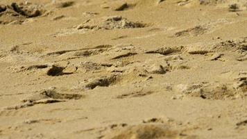 um caranguejo fantasma cavando areia para fazer um buraco na praia video