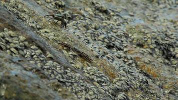 krabben op de rots op het strand, rollende golven, close-up video