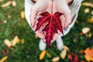 Autumn leaves in girl hands photo