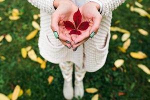 Autumn leaves in girl hands photo
