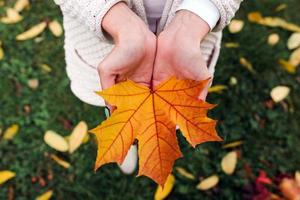 Autumn leaves in girl hands photo