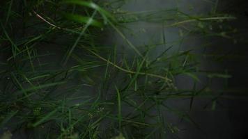 Fog spreads through the grass, close-up view photo