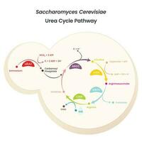 saccharomyces cerevisiae levadura urea ciclo ruta diagrama vector ilustración