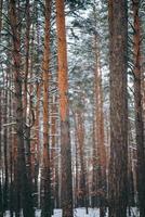 bosque de invierno con nieve en los árboles y el suelo foto