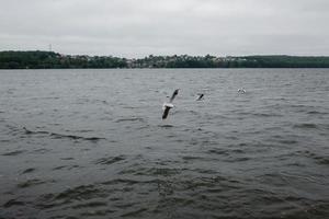 Bird over water photo