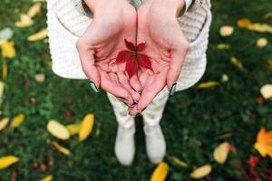 hojas de otoño en manos de niña foto