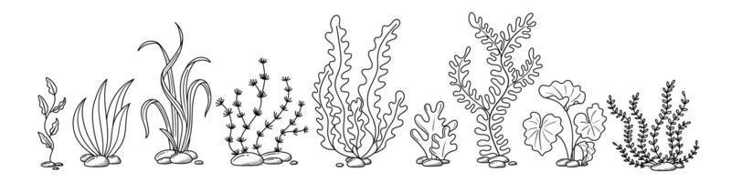 algas marinas dibujadas a mano en estilo garabato vector