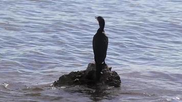 cormorão de cauda longa neotropis em pedra de pedra na praia méxico. video